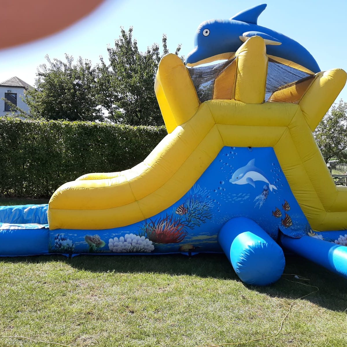 Kleine dolfijn